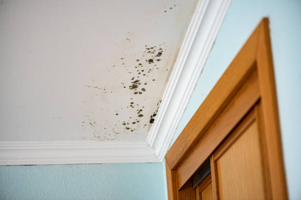 Best Certified Mold Removal  in Riverton, UT