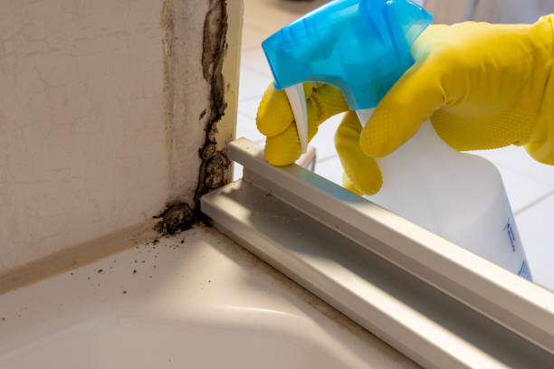 Certified Mold Removal in Riverton, UT