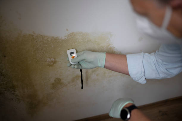 Best Mold Remediation  in Riverton, UT