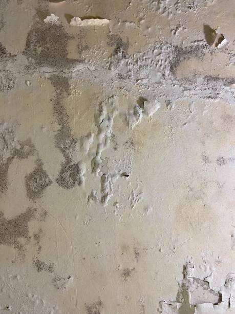 Best Same-Day Mold Removal  in Riverton, UT