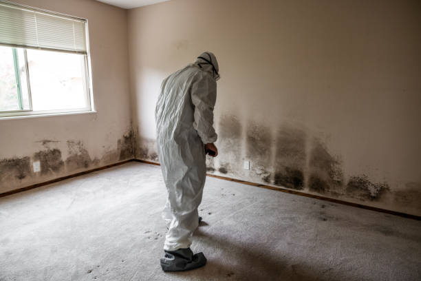 Best Crawl Space Mold Removal  in Riverton, UT
