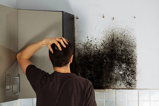 Professional Mold Removal in Riverton, UT